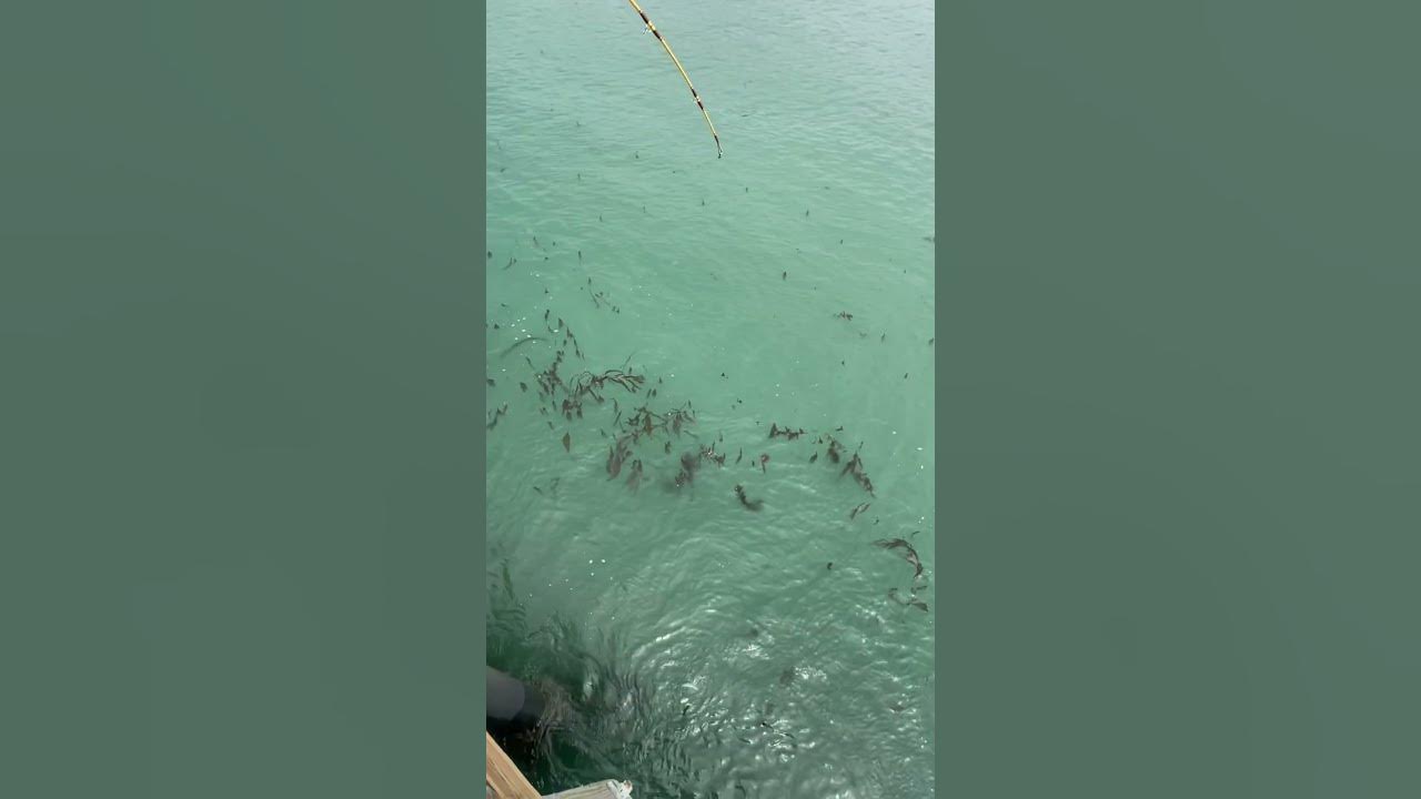 Cayucos Pier fishing 7/27/2021