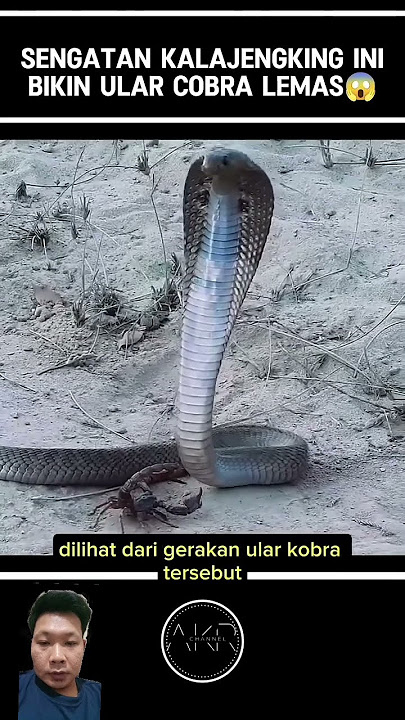 sengatan kalajengking membuat ular cobra jadi lemas #cobra #ularcobra #kalajengking #shorts #feeds