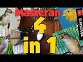 Masteran Kenari Gacor Cililin Kapas Tembak Gacor Prenjak Cocok Untuk Kicau Mania Mp3 - Mp4 Download