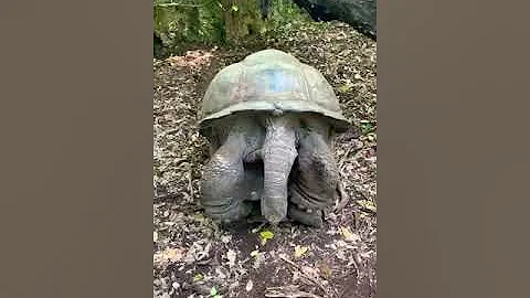 Спаривание черепах бывает крайне редко