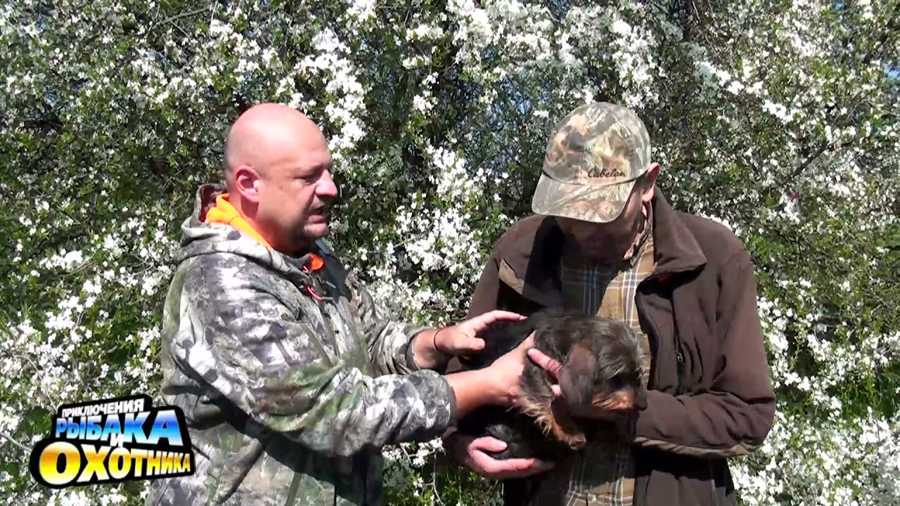 Карликовая такса. Краткий разговор с кинологом о возможностях использования таксы по кабану.