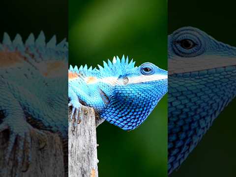 10 Amazing Animal