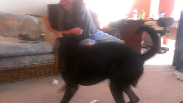 Meet our dog...