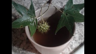 Medicine from Sweet gum Tree ..WHAT !! : Nature’s Antiviral & Respiratory Remedy and How I make it