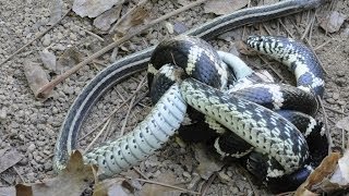 A hungry kingsnake is on the track of viper. viper has spotted and
tries to get as far away possible from king. however kingsn...