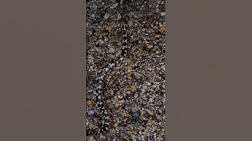 Indian Rock python camouflage #rockpython #epicsumitvlogs #shorts #youtubeshorts #ytshorts