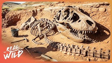 I Spent 24 Hours Digging For Dinosaur Fossils... Here