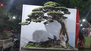 CÂY DUỐI 6 TỶ TRIỂM LÃM TẠI TP QUY NHƠN BÌNH ĐỊNH.