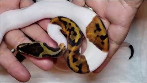 ball python egg cutting video update clutch 7 2018