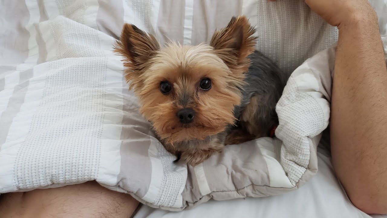 Yorkie Protecting Her Daddy