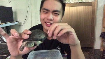 Rùa mặt ngáo - Bùn Tây phi - African sideneck turtle | cảm nhận và đánh giá | PPeng_TV
