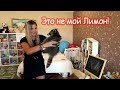 VLOG Реакция Алисы на папу и сестер, Насти на Лимона, Кати на Батона