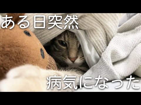 身体中が痙攣する「猫の知覚過敏症」になった／The story of my cat getting sick