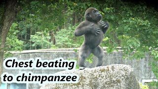 Gorilla Jabali's funny reaction when he had eye contact with neighbor chimpanzee/Jabali跟黑猩猩眼神對看時有趣反應