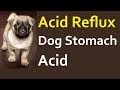 Acid Reflux In Dogs - Acid Stomach In Dogs Acid Reflux In Dogs - Acid Stomach In Dogs