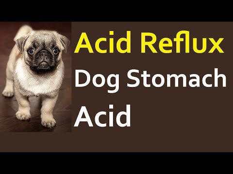 Video: Dog Acid Reflux - Paggamot Ng Acid Reflux Para Sa Mga Aso