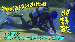 潜水 清掃人 ダイバーのお仕事 水槽 お掃除 634匹チンアナゴ シロクラゲ マゼラン ペンギン プール 潜水士 潜水作業 すみだ水族館 sumida aquarium diving cleaning