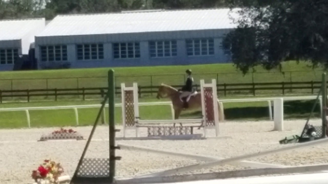 King in Hunter Hack Walk/Trot at horse show. - YouTube