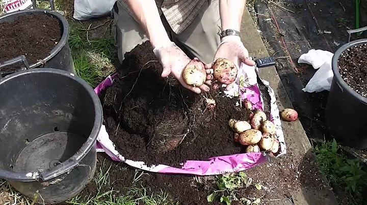 Allotment Diary : Harvesting the King Edward & Gol...