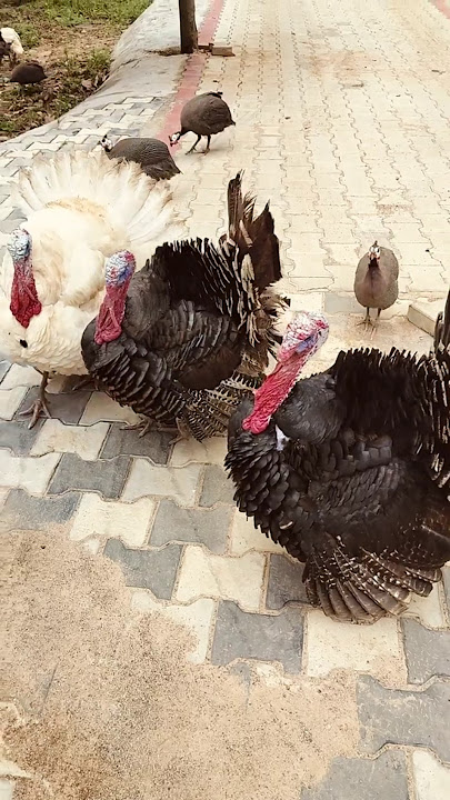 Turkey bird sound - 3 birds shouting togather