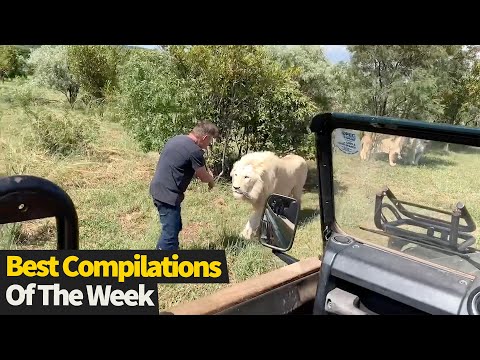 Top 3 BEST Compilations Of The Week #2 | Must Watch Videos