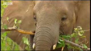 Elephants enjoying the rain - BBC wildlife