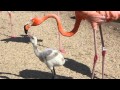 Hungry flamingo chick