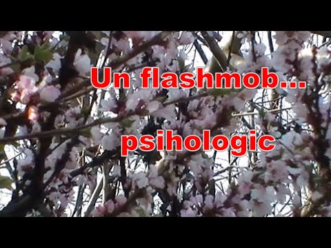 Vídeo: Psicòlegs Sobre El Flash Mob # No Tinc Por De Dir-ho