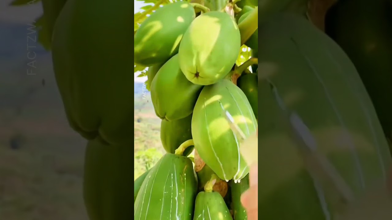 Why They Are Harvesting Papaya Milk?  