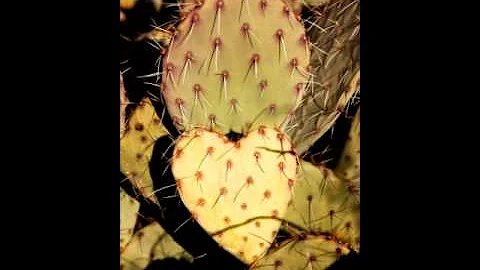 Shape Of My Heart - Marcin Wadolowski