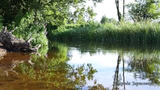 Morning on the River with Birds Singing | Listen to Nature Sounds for Relaxation and Meditation