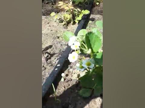 Провели капельный полив на клубнику. - YouTube