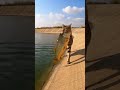 Cat vs Fish 🐱💧🐟