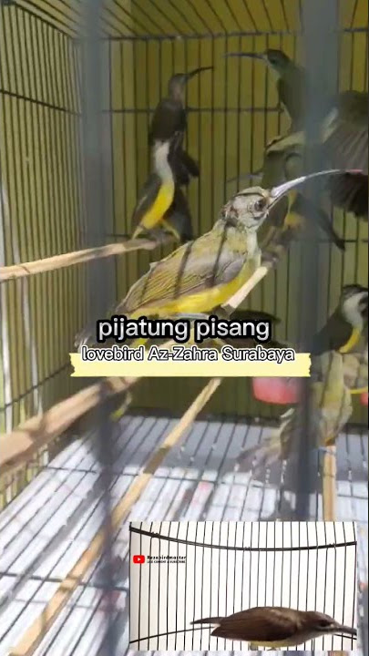 bahan pijantung pisang murah meriah