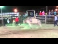 Touro Reliquia cia de rodeio MDJ Bulls Rodeio em Piracaia SP