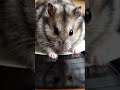 Cute mouse #trending #trendingshorts #shortvideo #shorts #funny #comedy