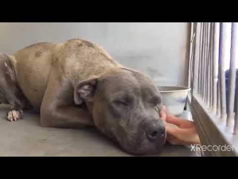 Reacciones de perros maltratados al ser acariciados por primera vez hqdefault