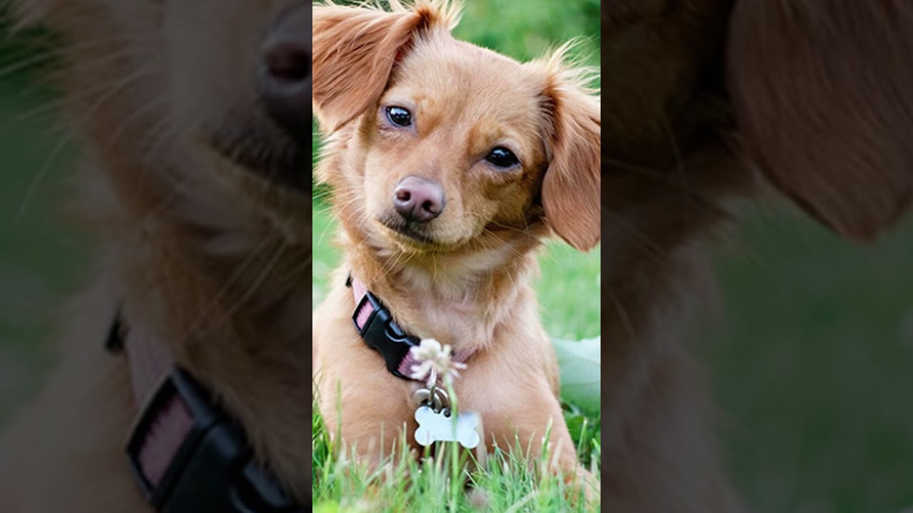 Five Qualities That Make Chiweenies Pawfect Pets!