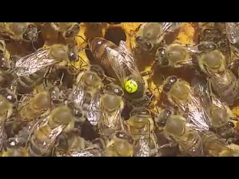 Beekeeping. Like the queen lays eggs