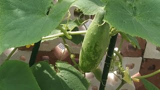 Eps.232 | Akhir nya pohon timun aku berbuah juga 🥰| tetap ada yang bisa di panen di kebun lt 3