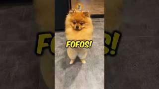 As 5 Raças De Cães Mais Fofas Do Mundo