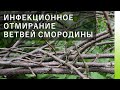 ИНФЕКЦИОННОЕ ОТМИРАНИЕ ВЕТВЕЙ СМОРОДИНЫ: причины и методы борьбы