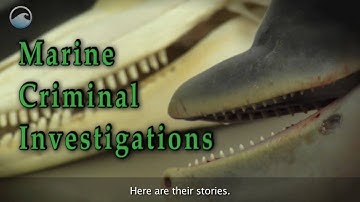 Marine Forensics Bust Sea Turtle Poachers