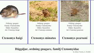 Däggdjur, Ordning Gnagare, Familj Ctenomyidae Ctenomys Mammal Australis Brasiliensis Minutus Haigi