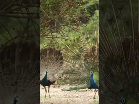 صمتك وقت الحاجه اكسبلور يارب الشعر الشعرالشعبي حكم كلام من ذهب شير دعم