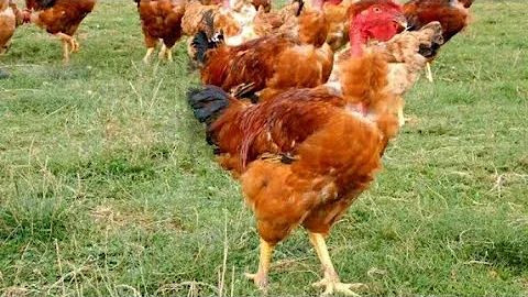 Como criar frango semi caipira em casa?