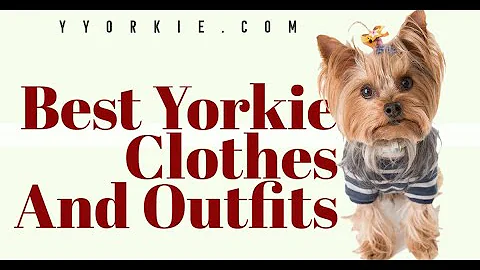 Do Yorkies like to be covered?