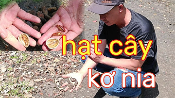 Chia sẻ với mọi người về hạt cây kơ nia ăn béo ngậy cực ngon || Ẩm thực mẫn trọc