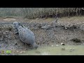 Watching the spotted dove drinking water up close近距离看斑鸠喝水，聪明的斑鸠发现了伪装的镜头