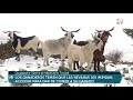 El ganado de Guadalaviar bajo la nieve